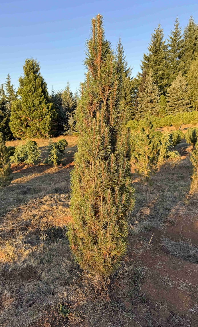 Frank Black pine