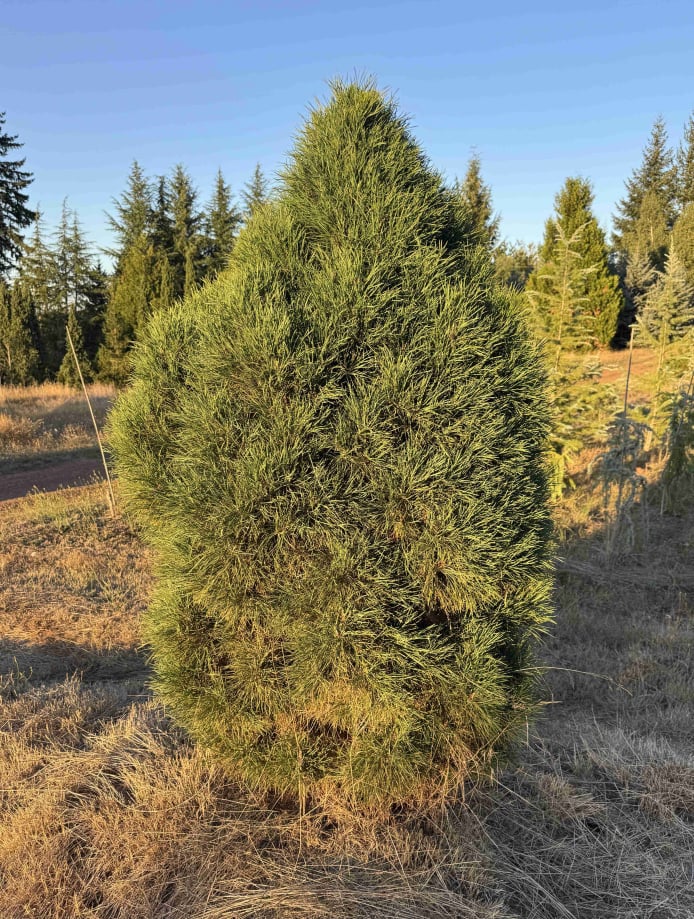 Glabosa Verdis scotch pine