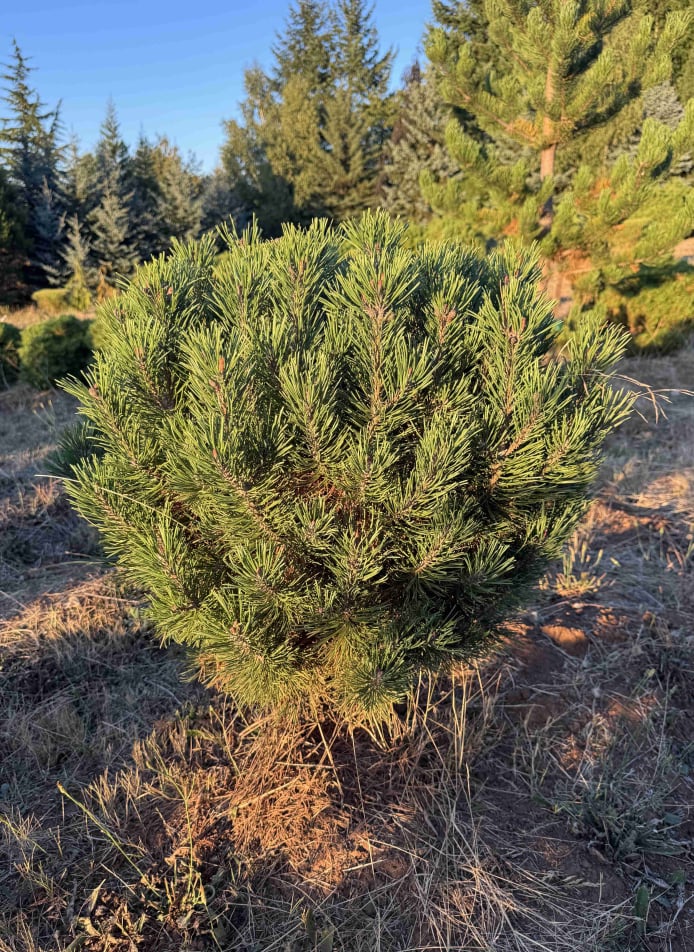 Mops Mugo Pine