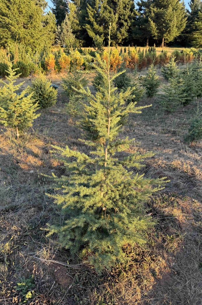 Mountain Hemlock