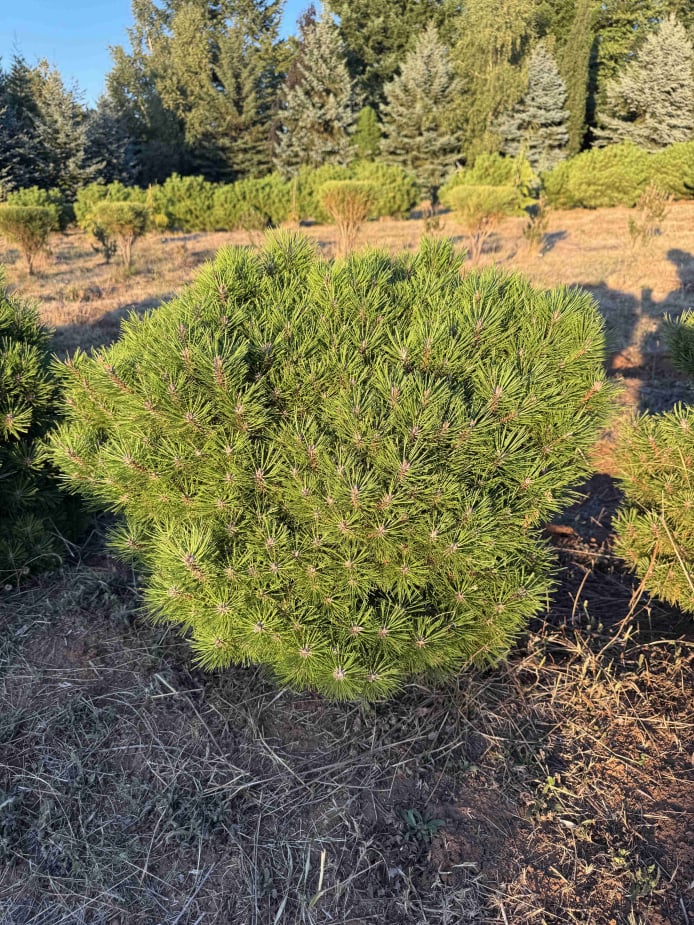 Bambino Pine