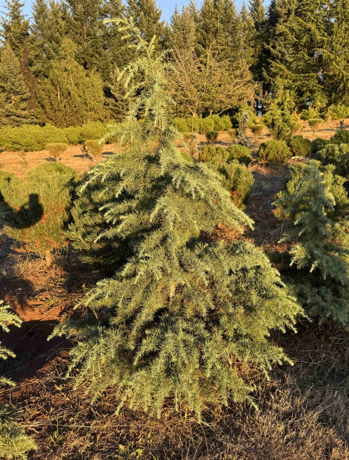 Prostrate Beauty Deodara cedar-staked