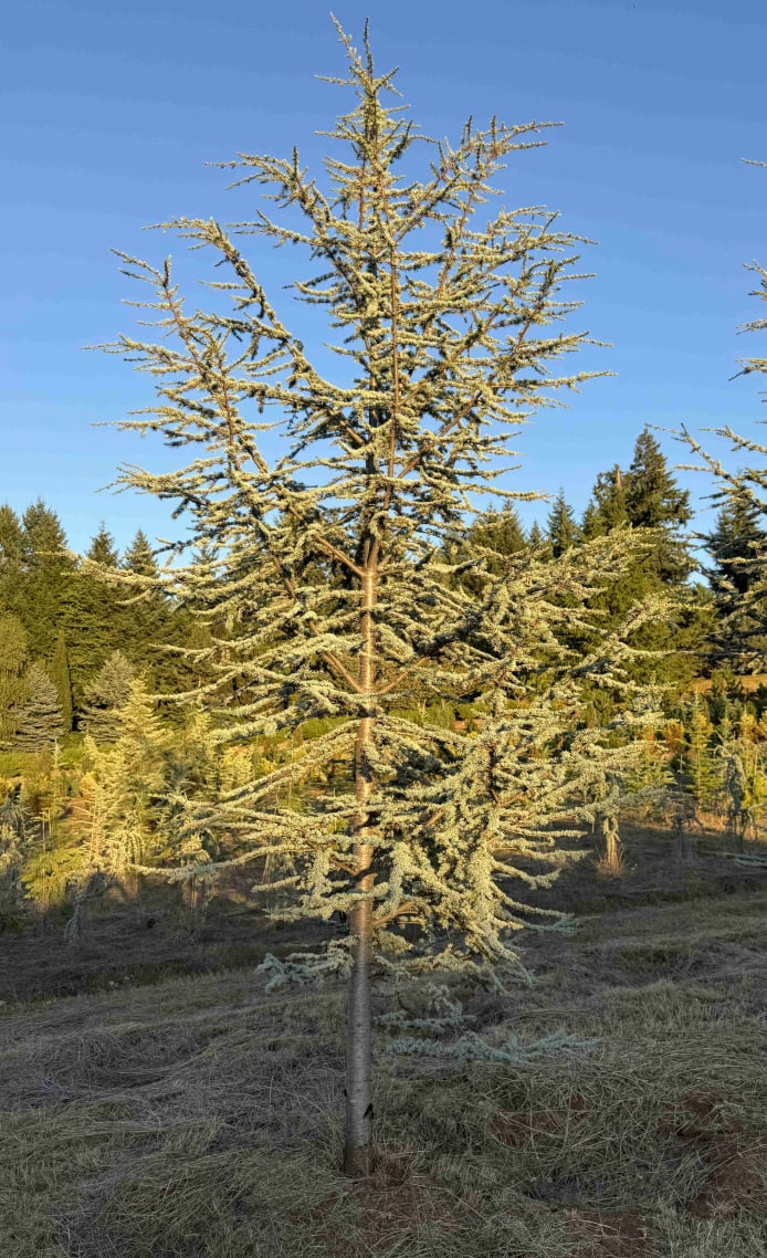 Specimen Blue Atlas cedar
