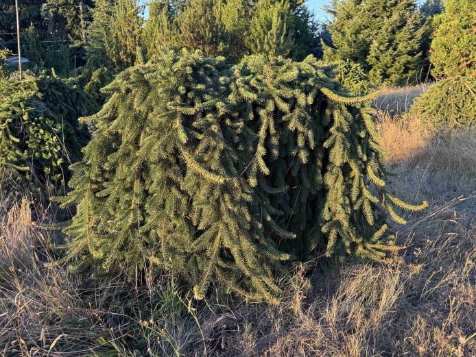 Specimen Weeping Norway Spruce