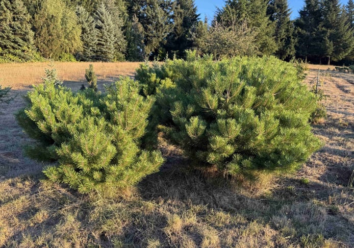 Vibrant Densiflora Pine