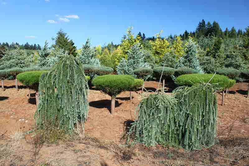 Weeping-larch