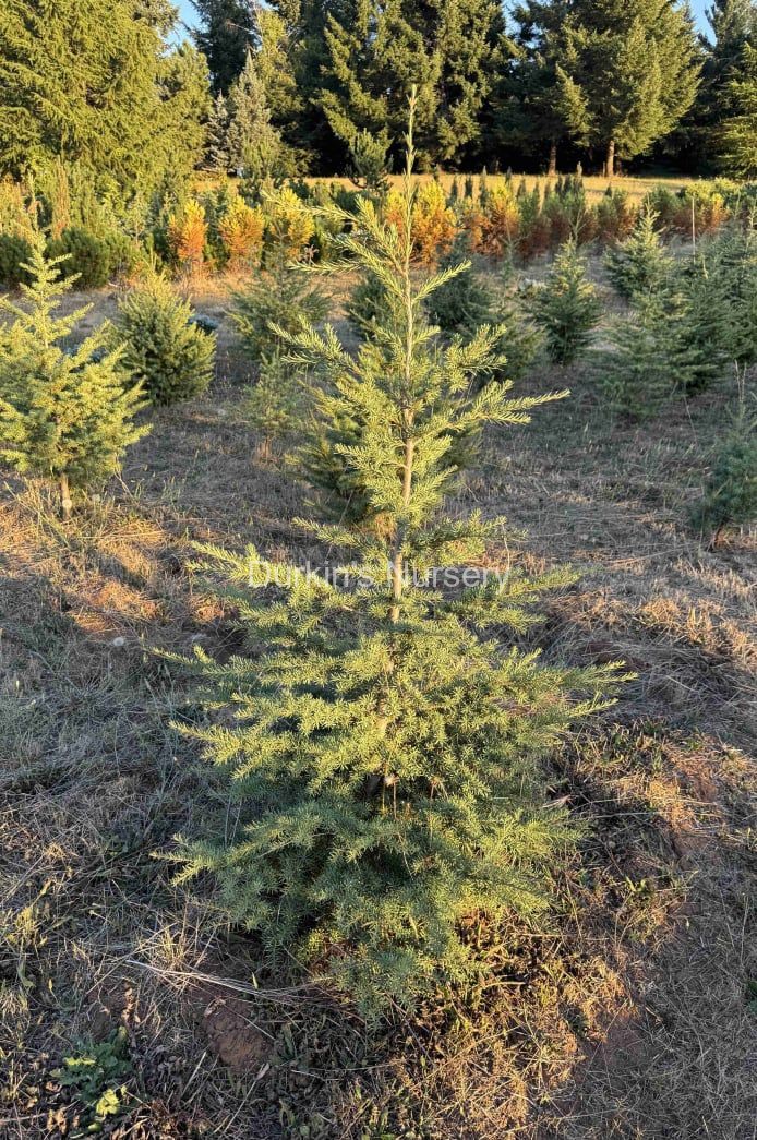 Mountain Hemlock