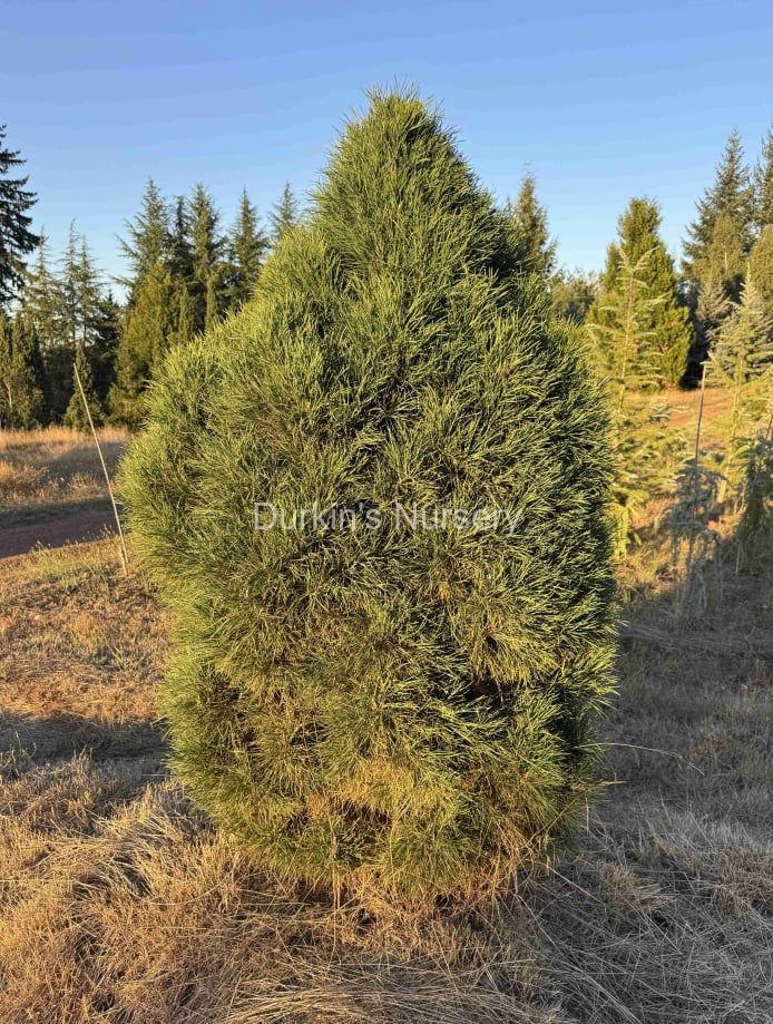 Glabosa Verdis Scotch Pine