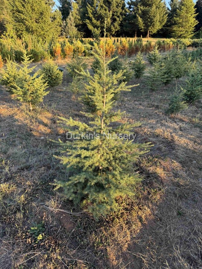 Tsuga Martensiana