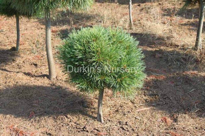 Horsford's Dwarf