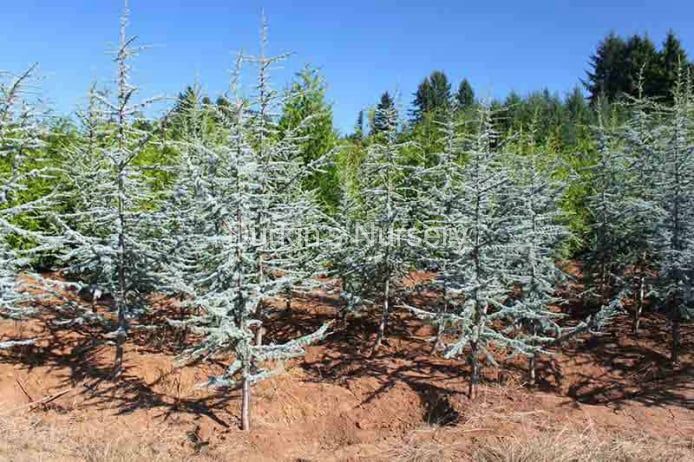 Blue Atlas Cedar