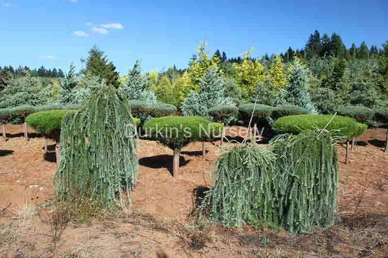 Weeping Larch