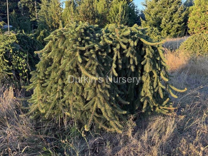 Specimen Weeping Norway Spruce
